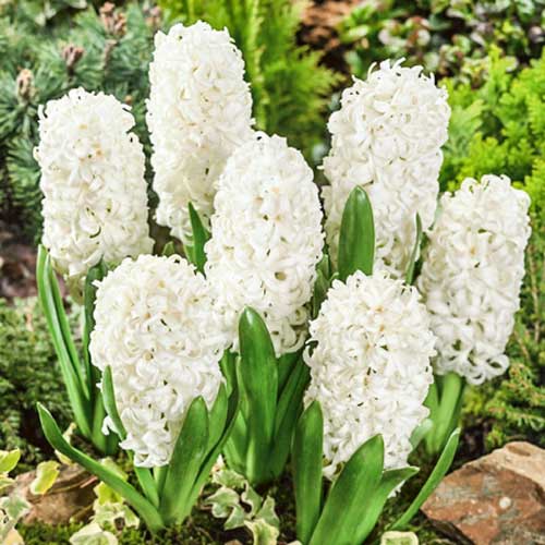 Гиацинт Карнеги изображение 1 артикул 67587