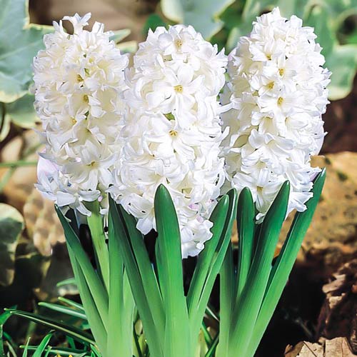 Гиацинт Мадам Софи изображение 1 артикул 67362