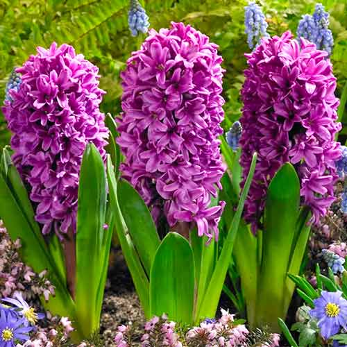 Гиацинт Мисс Сайгон артикул фото 1 Гиацинт Мисс Сайгон изображение 1 артикул 67592