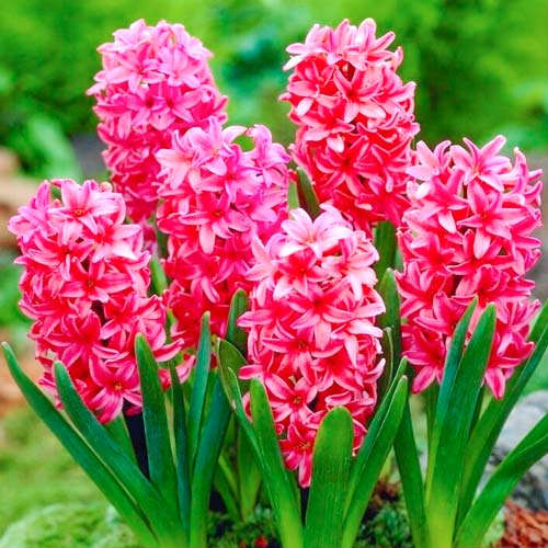 Гиацинт Ред Мэджик изображение 1 артикул 67593