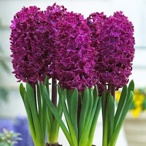 Гиацинт Вудсток артикул фото 1 Гиацинт Вудсток изображение 1 артикул 67584