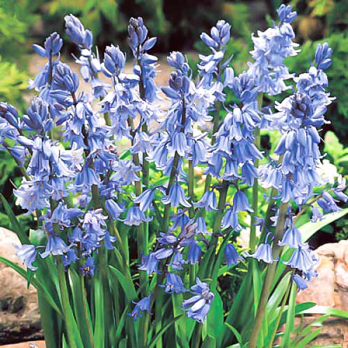 Гиацинтоидес Блю изображение 1 артикул 67367