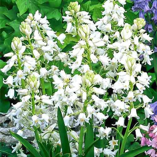 Гиацинтоидес Вайт изображение 1 артикул 67370