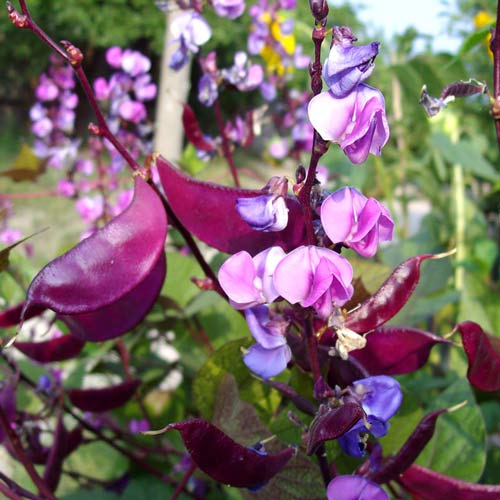 Гиацинтовые бобы Доличис изображение 1 артикул 74283