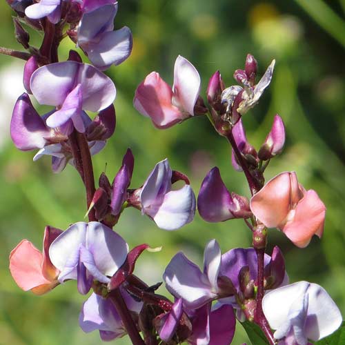 Гиацинтовые бобы, смесь окрасок изображение 1 артикул 74286