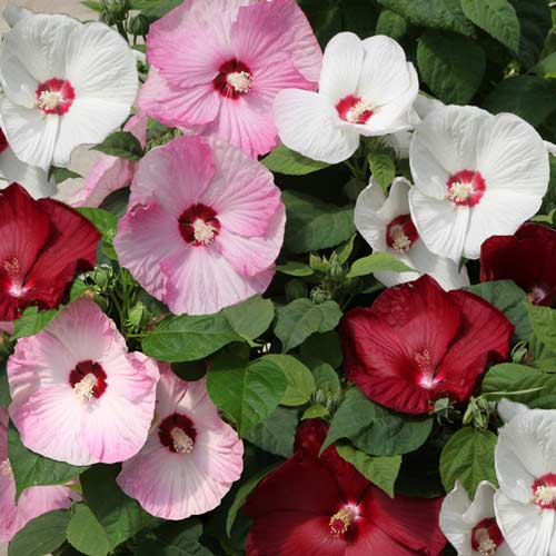 Гибискус болотный Луна, смесь окрасок артикул фото 1 Гибискус болотный Луна, смесь окрасок изображение 1 артикул 71432