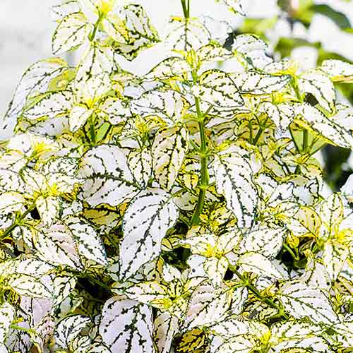 Гипоестес Брызги Белый изображение 1 артикул 71888