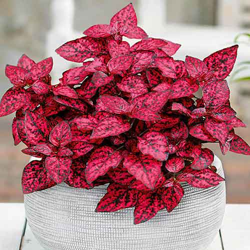 Гипоестес Брызги Красный изображение 1 артикул 71889