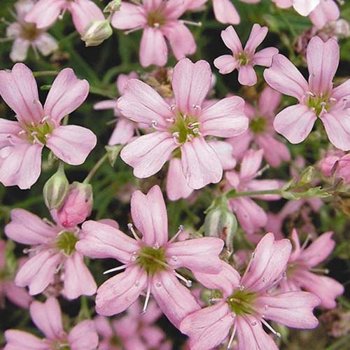 Гипсофила Роуз Русский огород НК изображение 1 артикул 83192