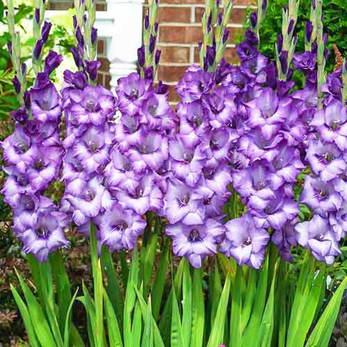 Гладиолус крупноцветковый Блю Айcл изображение 1 артикул 67161