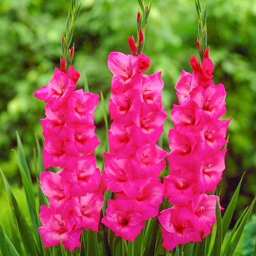 Гладиолус крупноцветковый Фиделио изображение 1 артикул 76246