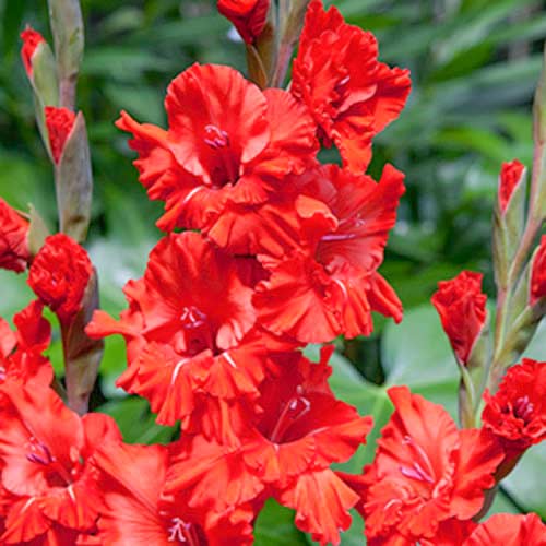 Гладиолус гофрированный Файер Раффл изображение 1 артикул 70395