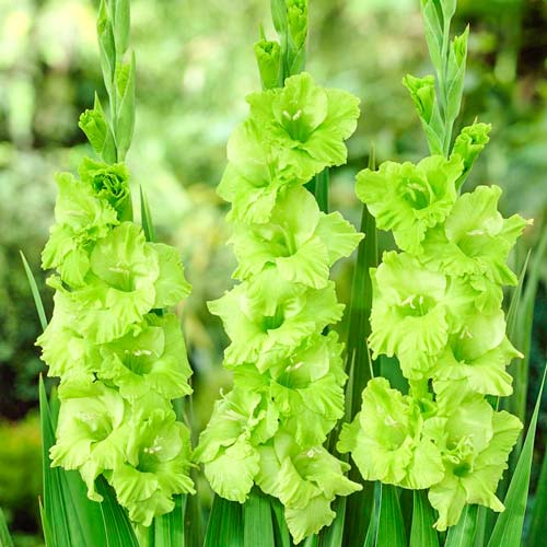 Гладиолус гофрированный Грин Стар изображение 1 артикул 76250