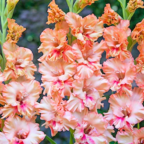 Гладиолус гофрированный Кисси Раффл изображение 1 артикул 70396