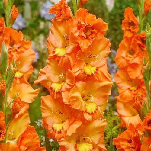 Гладиолус гофрированный Принцесс изображение 1 артикул 76252