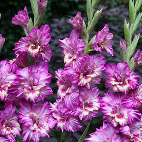 Гладиолус гофрированный Шейди Фриззл изображение 1 артикул 67174