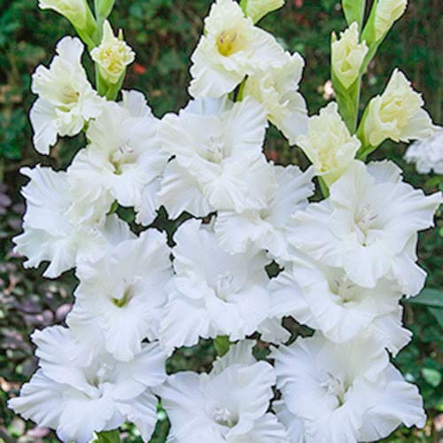 Гладиолус гофрированный Сноу Фриззл изображение 1 артикул 70401