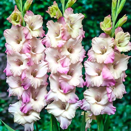 Гладиолус гофрированный Тампере изображение 1 артикул 76255