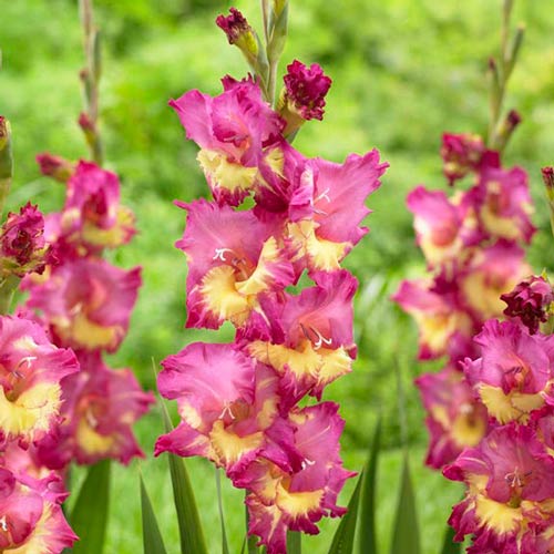 Гладиолус крупноцветковый Фар Вест изображение 1 артикул 76443