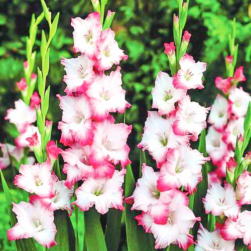 Гладиолус крупноцветковый Хеопс изображение 1 артикул 76245