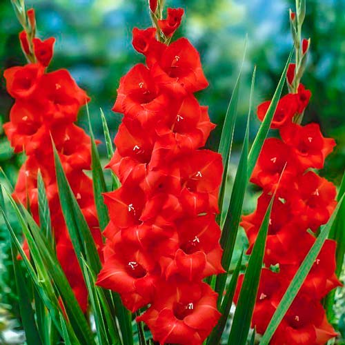 Гладиолус крупноцветковый Матч Поинт изображение 1 артикул 76248