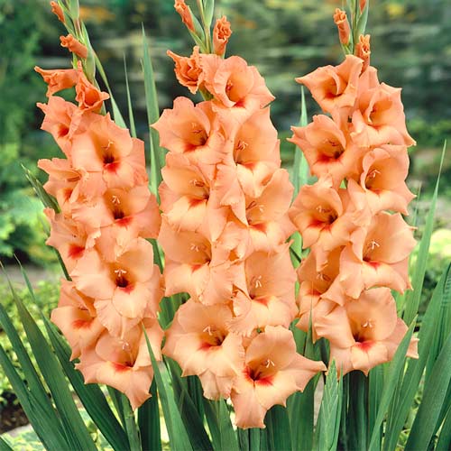 Гладиолус крупноцветковый Питер Пирс изображение 1 артикул 76448
