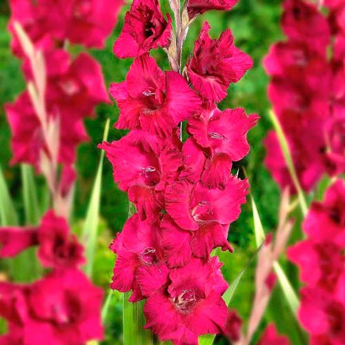 Гладиолус крупноцветковый Плам Тарт изображение 1 артикул 76449