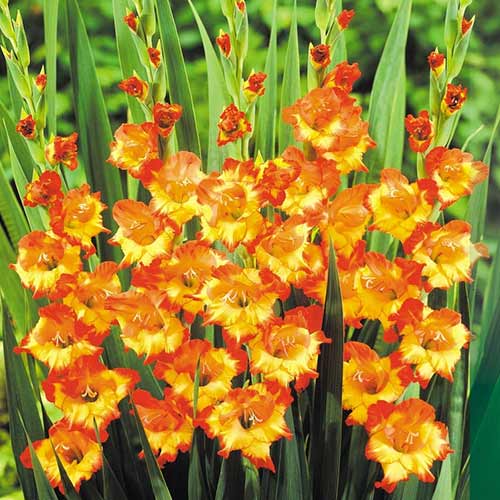 Гладиолус крупноцветковый Принцесс Маргарет Роуз изображение 1 артикул 76667