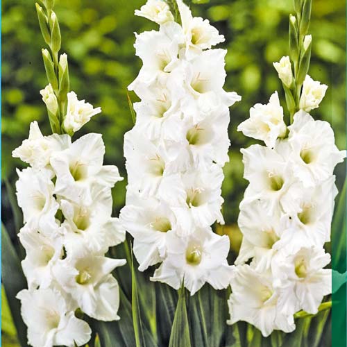 Гладиолус крупноцветковый Сансер артикул фото 1 Гладиолус крупноцветковый Сансер изображение 1 артикул 76081