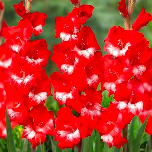 Гладиолус крупноцветковый Спарклер изображение 1 артикул 70402