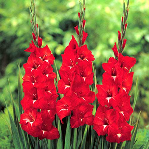 Гладиолус крупноцветковый Трейдерхорн артикул фото 1 Гладиолус крупноцветковый Трейдерхорн изображение 1 артикул 70465