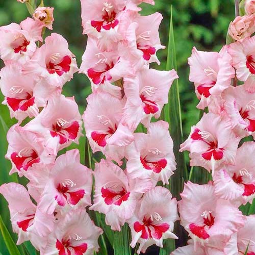 Гладиолус крупноцветковый Вайн энд Роузес изображение 1 артикул 76451