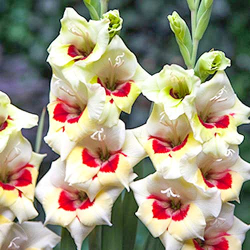 Гладиолус бамбино Мессина изображение 1 артикул 70397