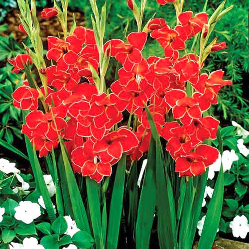 Гладиолус мини Атом изображение 1 артикул 76329