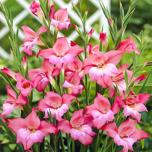 Гладиолус мини Шарм изображение 1 артикул 76330