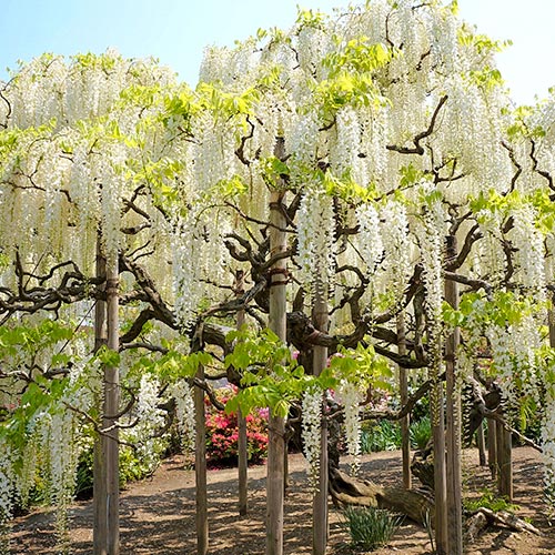 Глициния китайская Альба изображение 1 артикул 9023