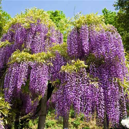 Глициния китайская, семена изображение 1 артикул 66161