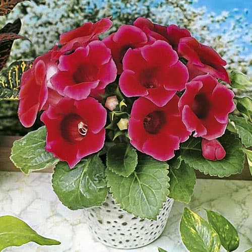 Глоксиния Этуаль де Фью изображение 1 артикул 76593