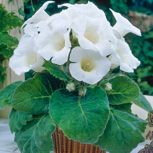 Глоксиния Монт Бланк изображение 1 артикул 76260