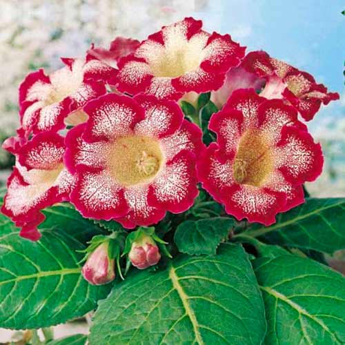 Глоксиния Тигрина Ред изображение 1 артикул 70407