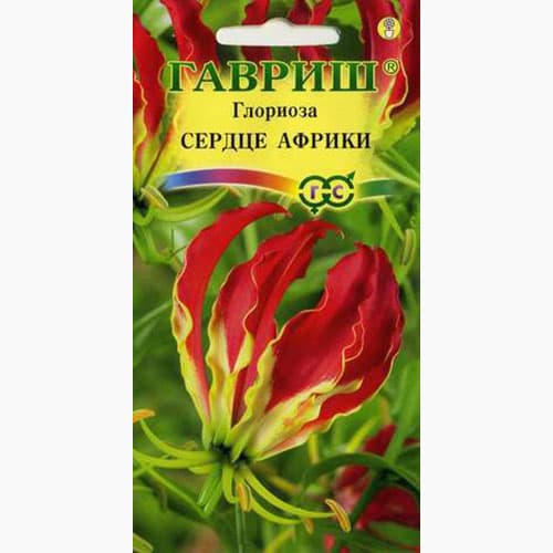 Глориоза великолепная Сердце Африки Гавриш артикул фото 1 Глориоза великолепная Сердце Африки Гавриш изображение 1 артикул 97676