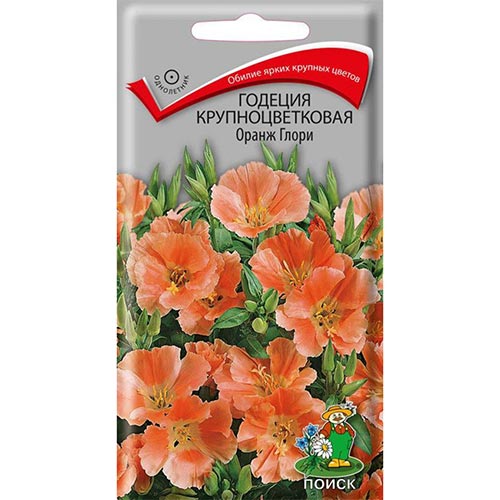 Годеция Оранж Глори Поиск изображение 1 артикул 92957