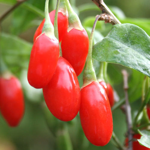 Годжи Шанхайский экспресс изображение 1 артикул 65228