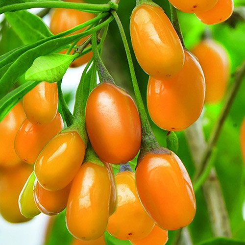 Годжи Свит Амбер изображение 1 артикул 8404