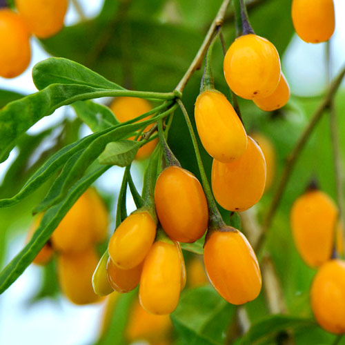 Годжи Свит Амбер изображение 3 артикул 8404