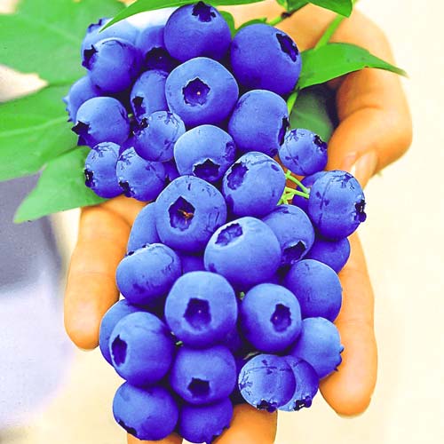 Голубика Гигант Блю изображение 1 артикул 9218