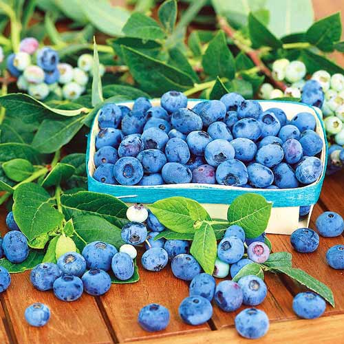 Голубика Блю Стар артикул фото 1 Голубика Блю Стар изображение 1 артикул 9269