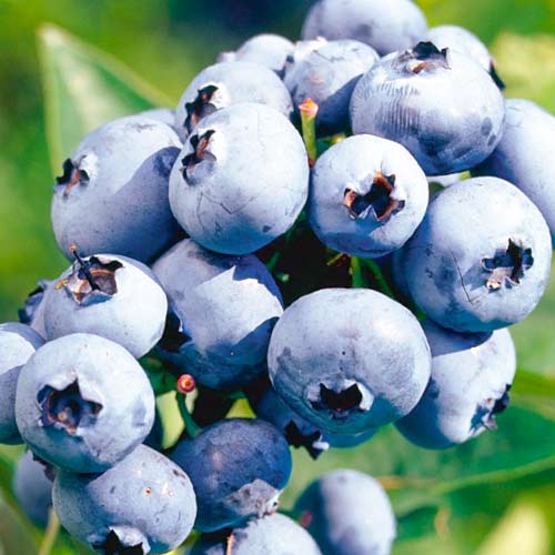 Голубика Блюрей артикул фото 1 Голубика Блюрей изображение 1 артикул 5727