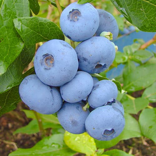 Голубика Бонус изображение 1 артикул 9325