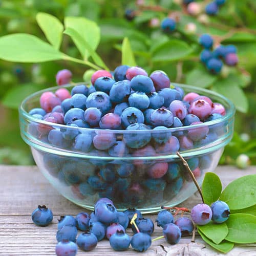 Голубика Бригитта Блю изображение 1 артикул 9292